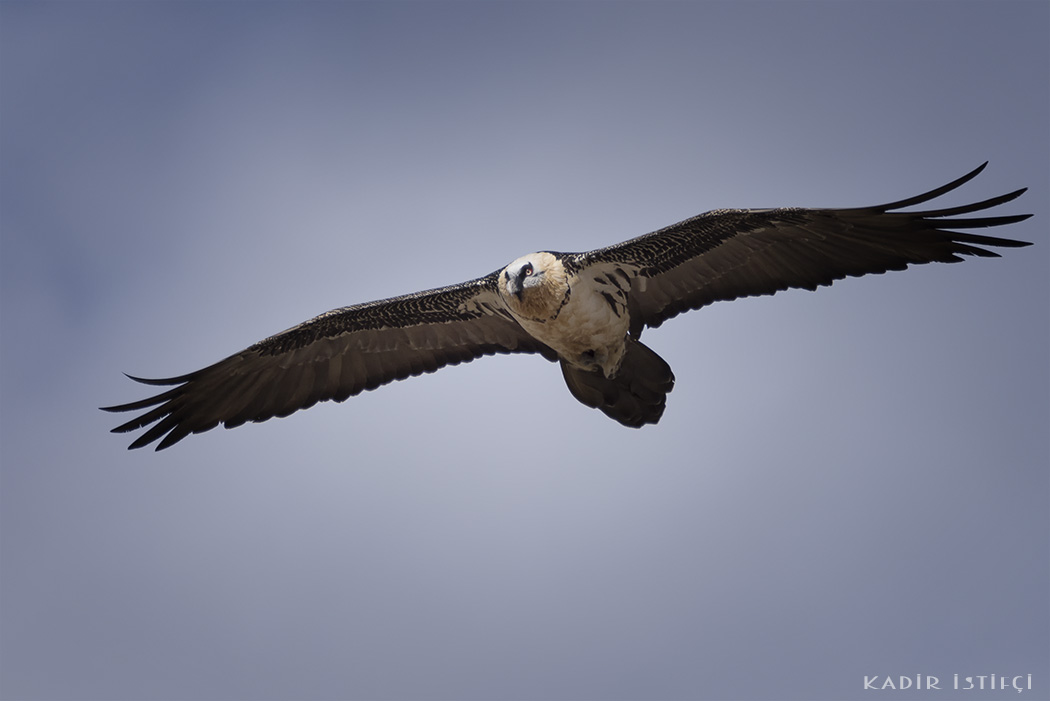 Bearded Vulture