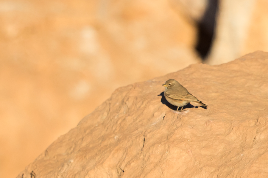 Desert Lark
