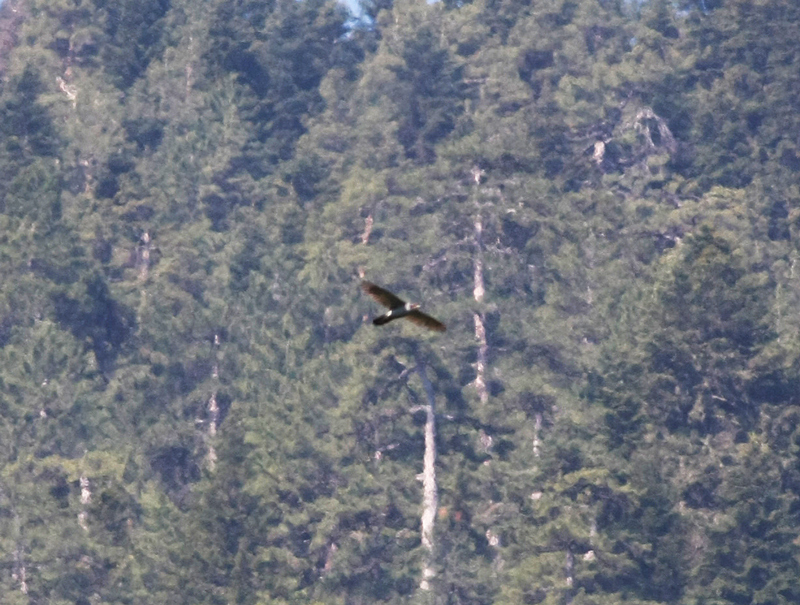 Eurasian Goshawk
