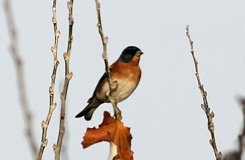 Brambling