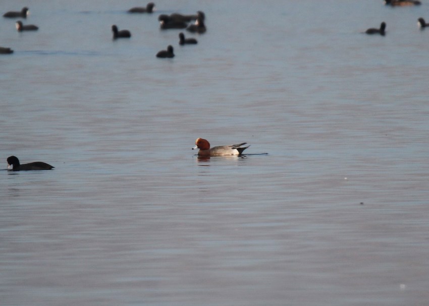 Eurasian Wigeon