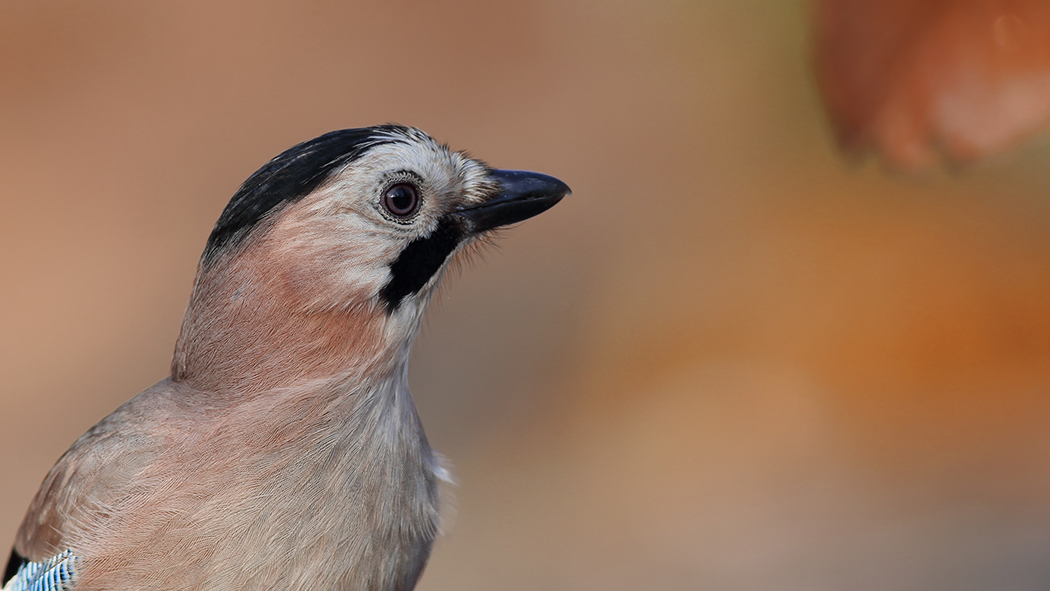 Eurasian Jay