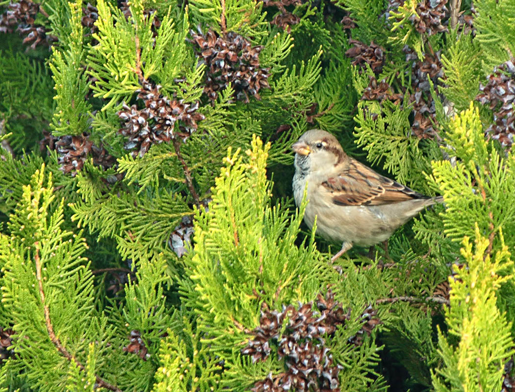 House Sparrow