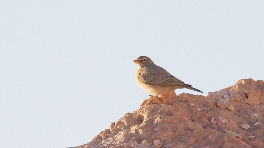 Desert Lark