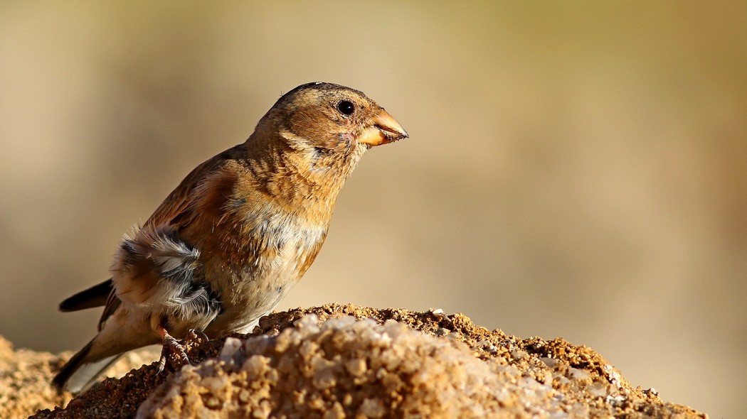 Crimson-winged Finch