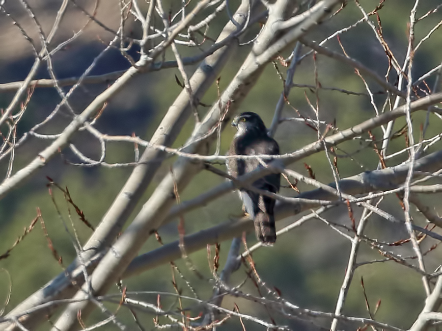 Eurasian Sparrowhawk