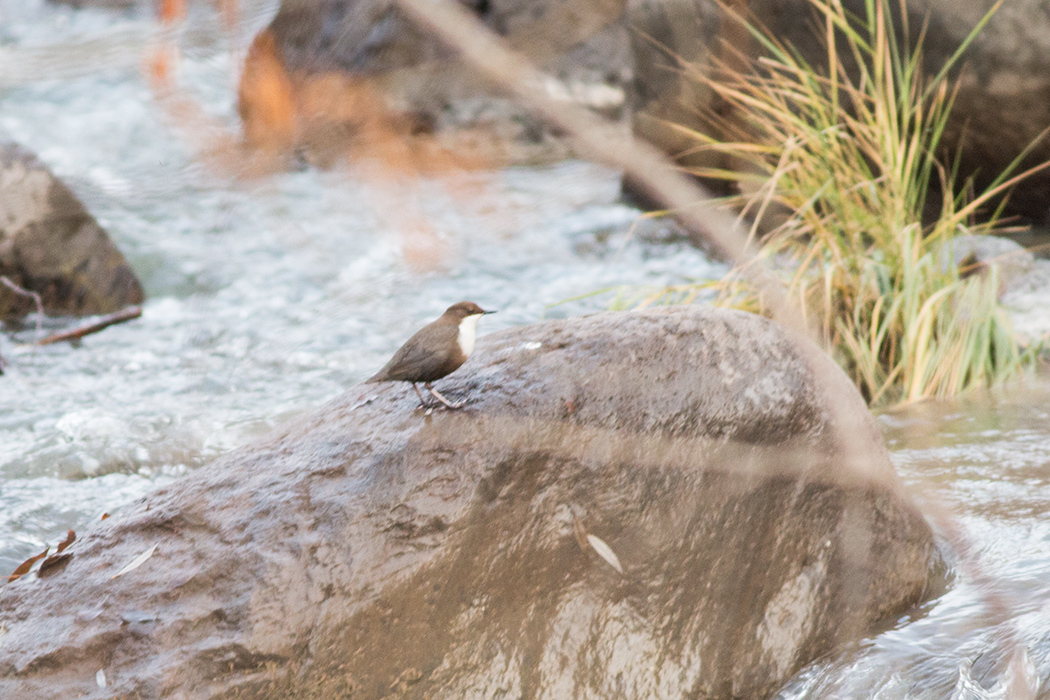White-throated Dipper