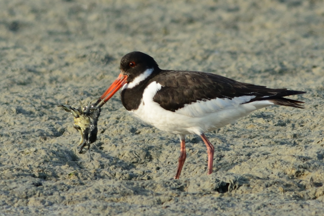 Eurasian Oystercatcher