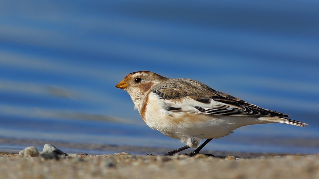 Snow Bunting