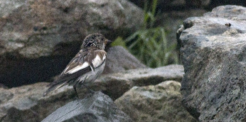 White-winged Snowfinch