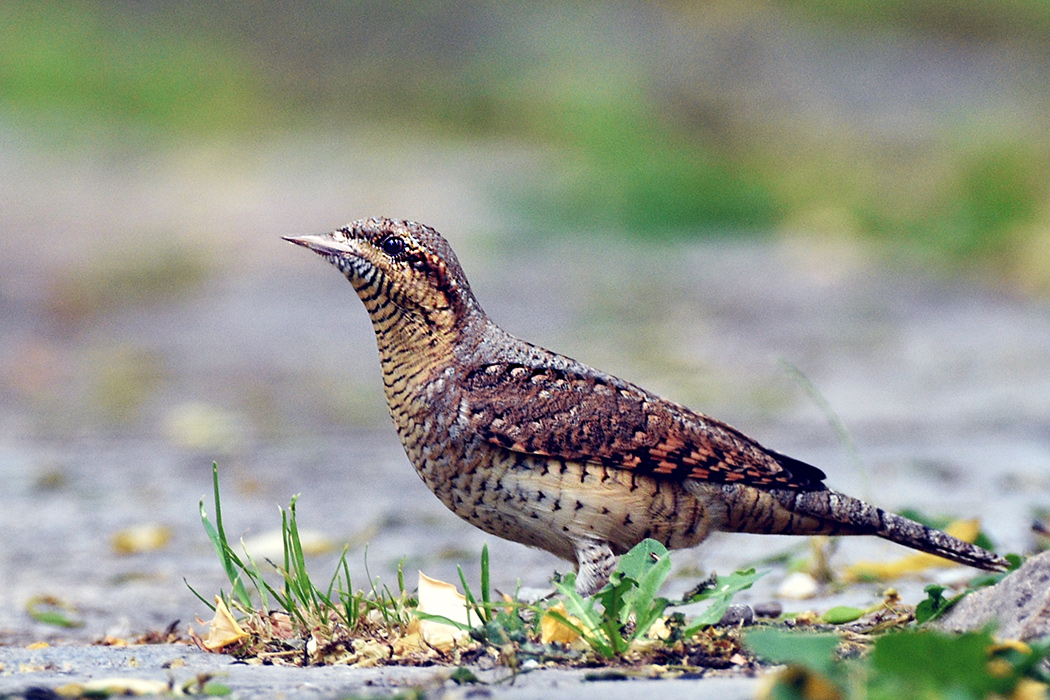 Eurasian Wryneck