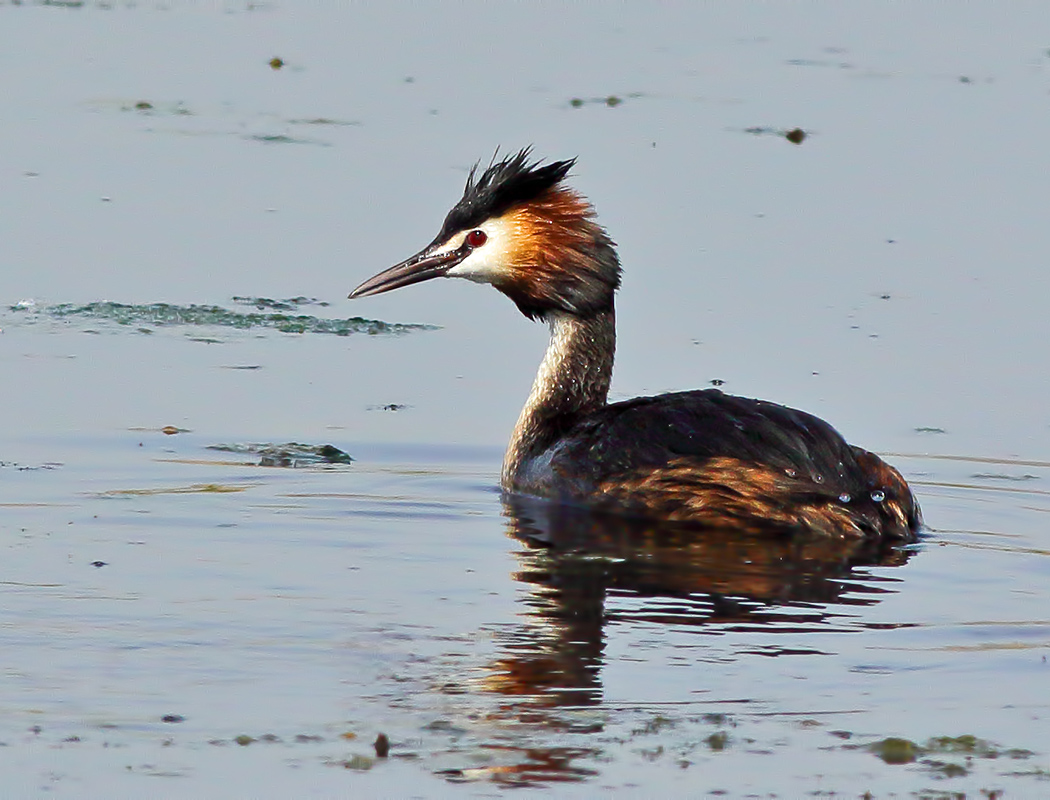 Great Crested Grebe