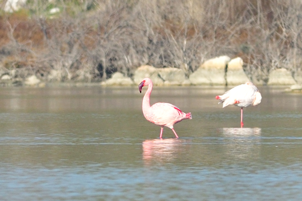 Lesser Flamingo