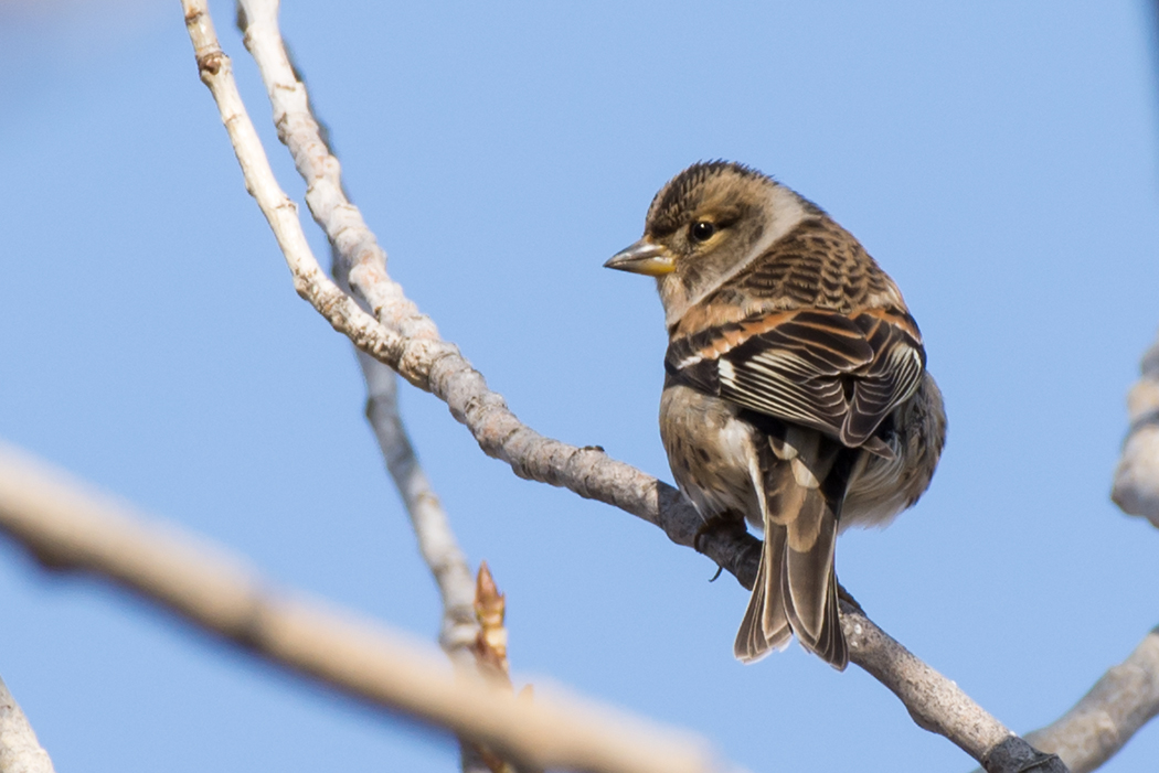 Brambling
