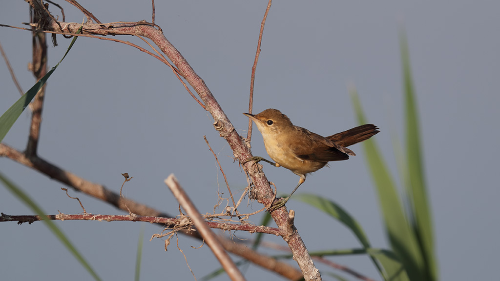 Common Reed Warbler