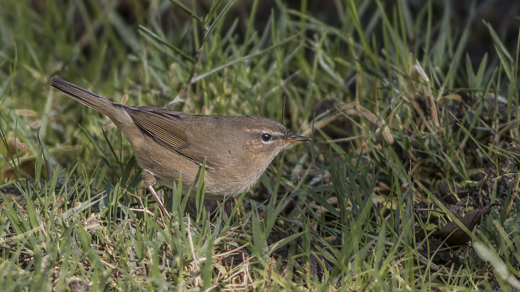 Dusky Warbler