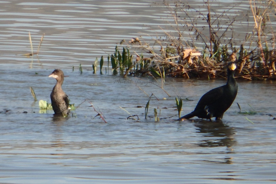 Pygmy Cormorant