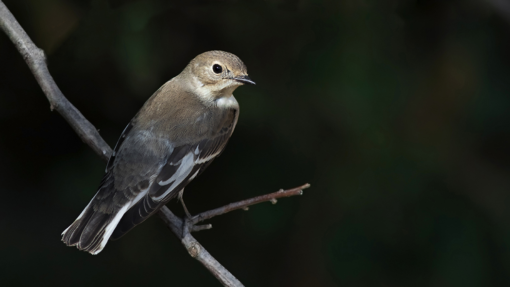 Semicollared Flycatcher