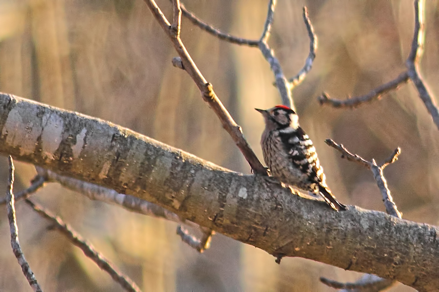 Lesser Spotted Woodpecker