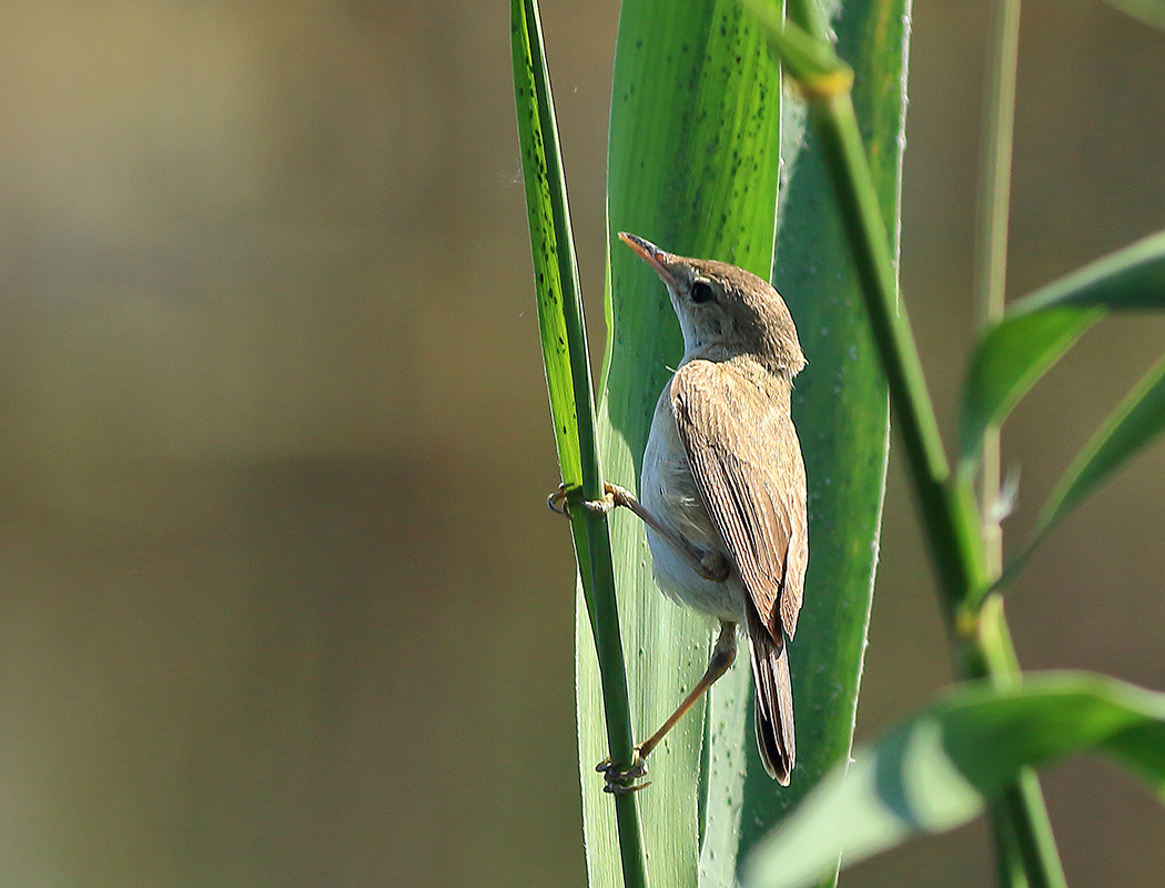 Common Reed Warbler