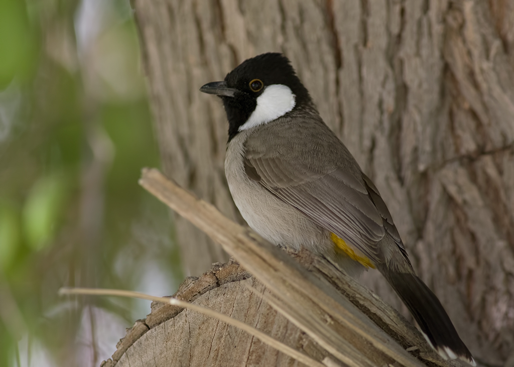 White-eared Bulbul
