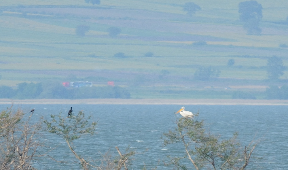 Dalmatian Pelican