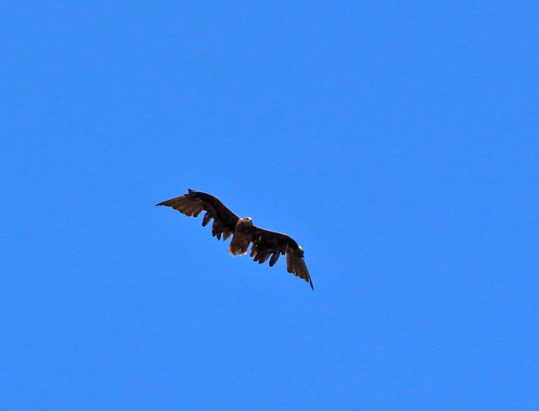 Steppe Eagle