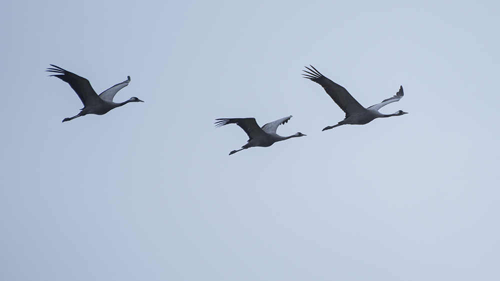 Common Crane