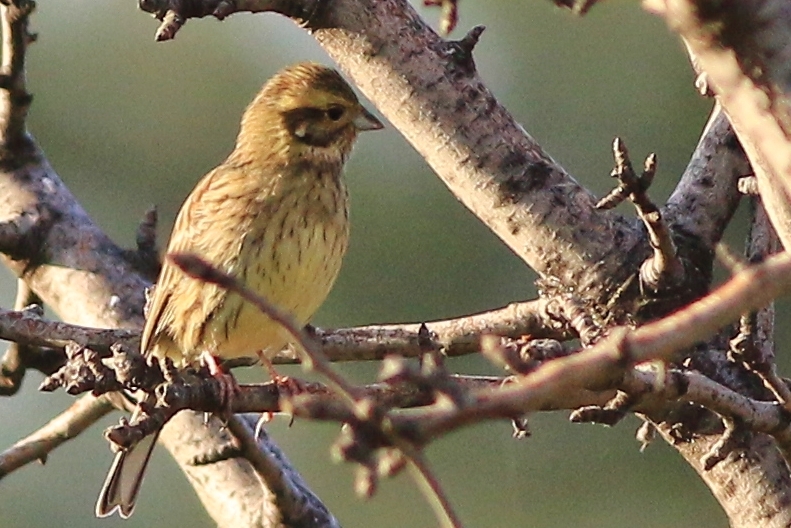 Cirl Bunting