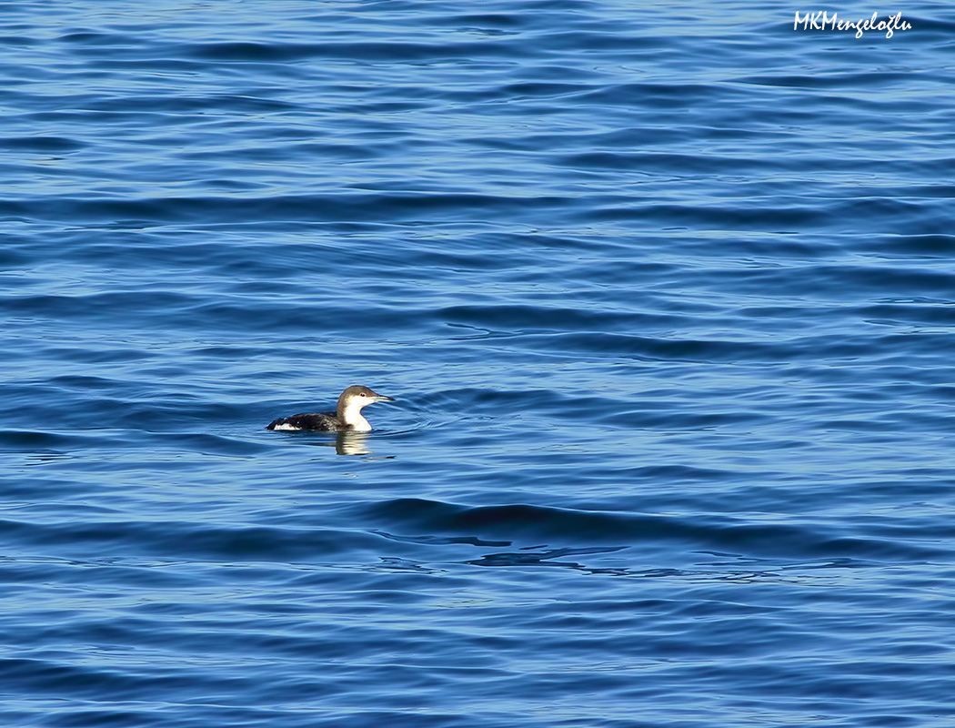 Black-throated Loon