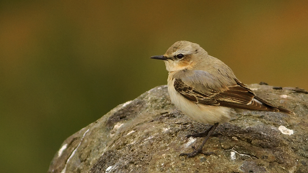 Northern Wheatear