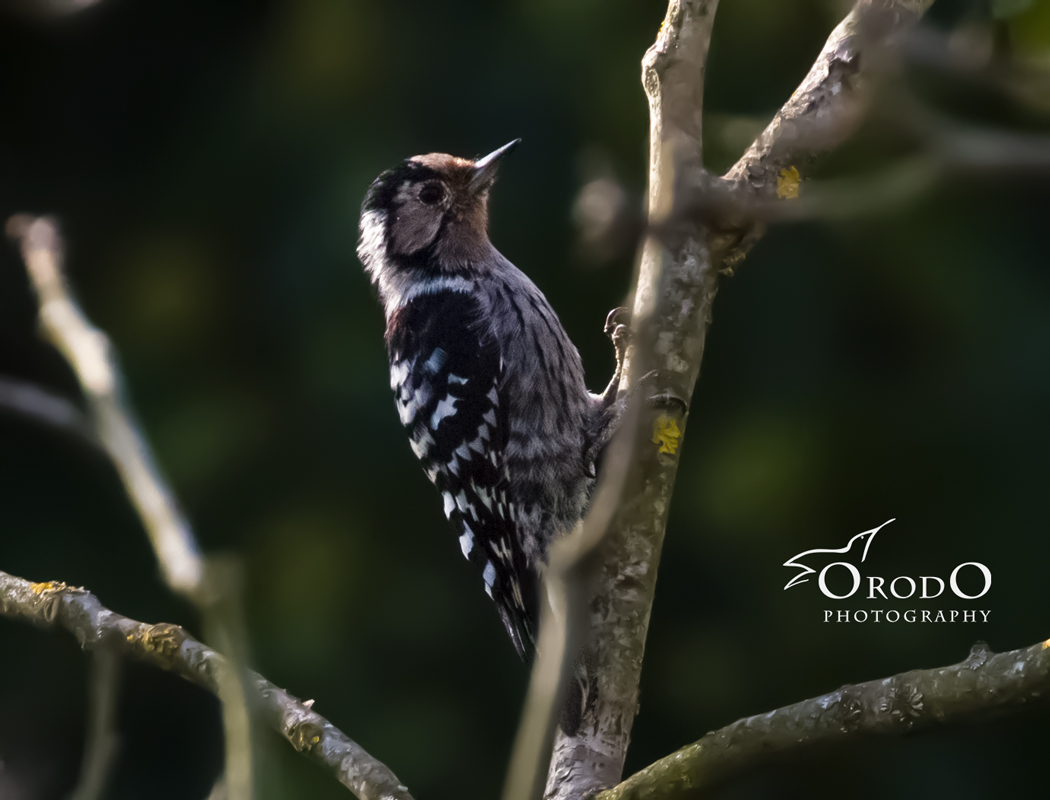 Lesser Spotted Woodpecker