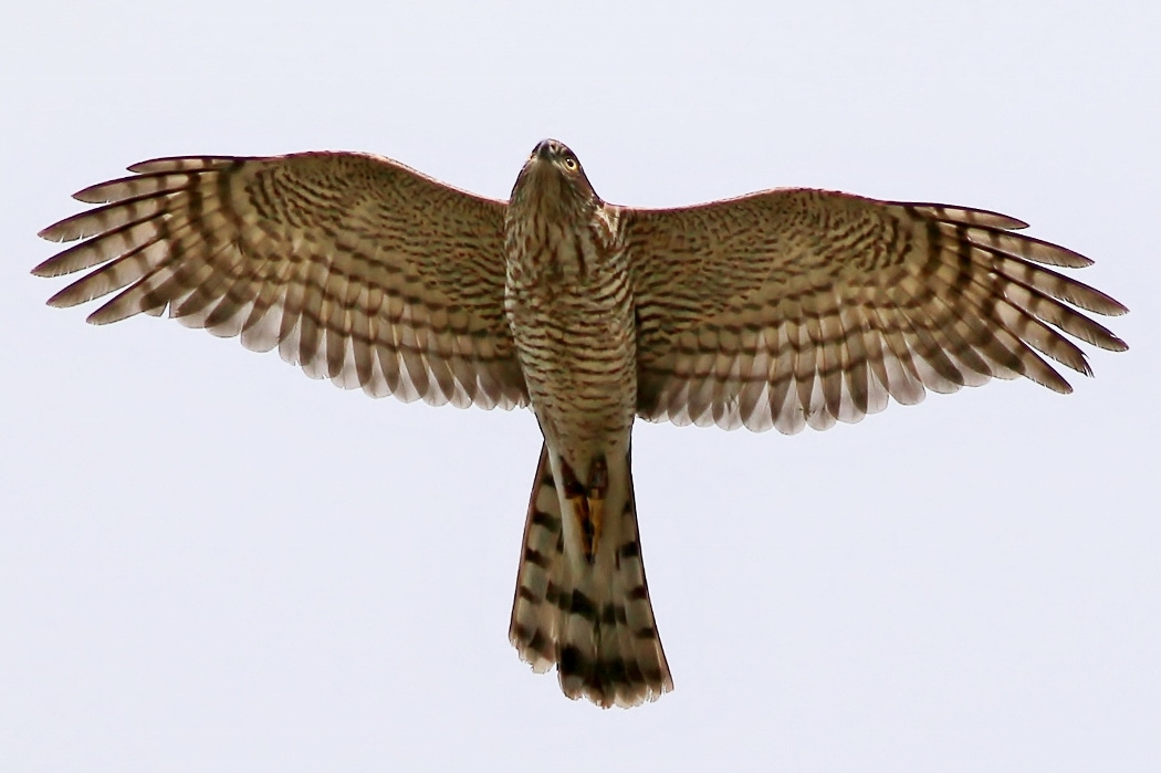 Eurasian Sparrowhawk