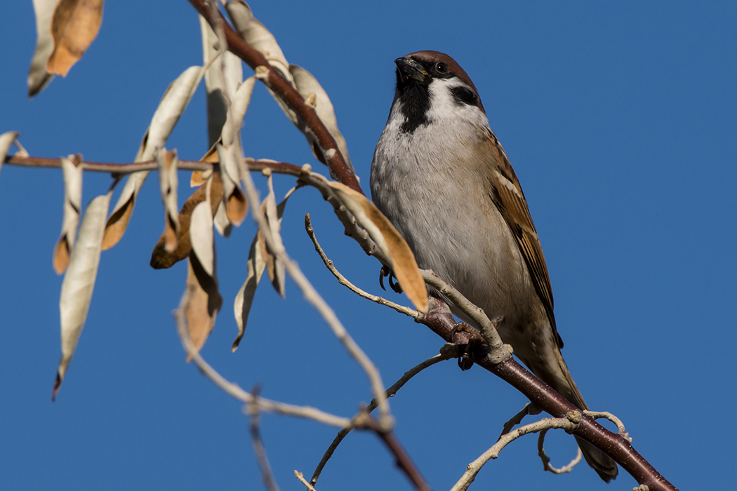 Eurasian Tree Sparrow