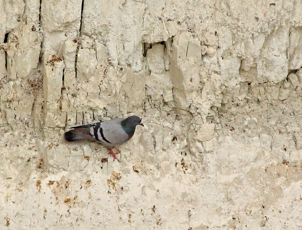 Rock Dove