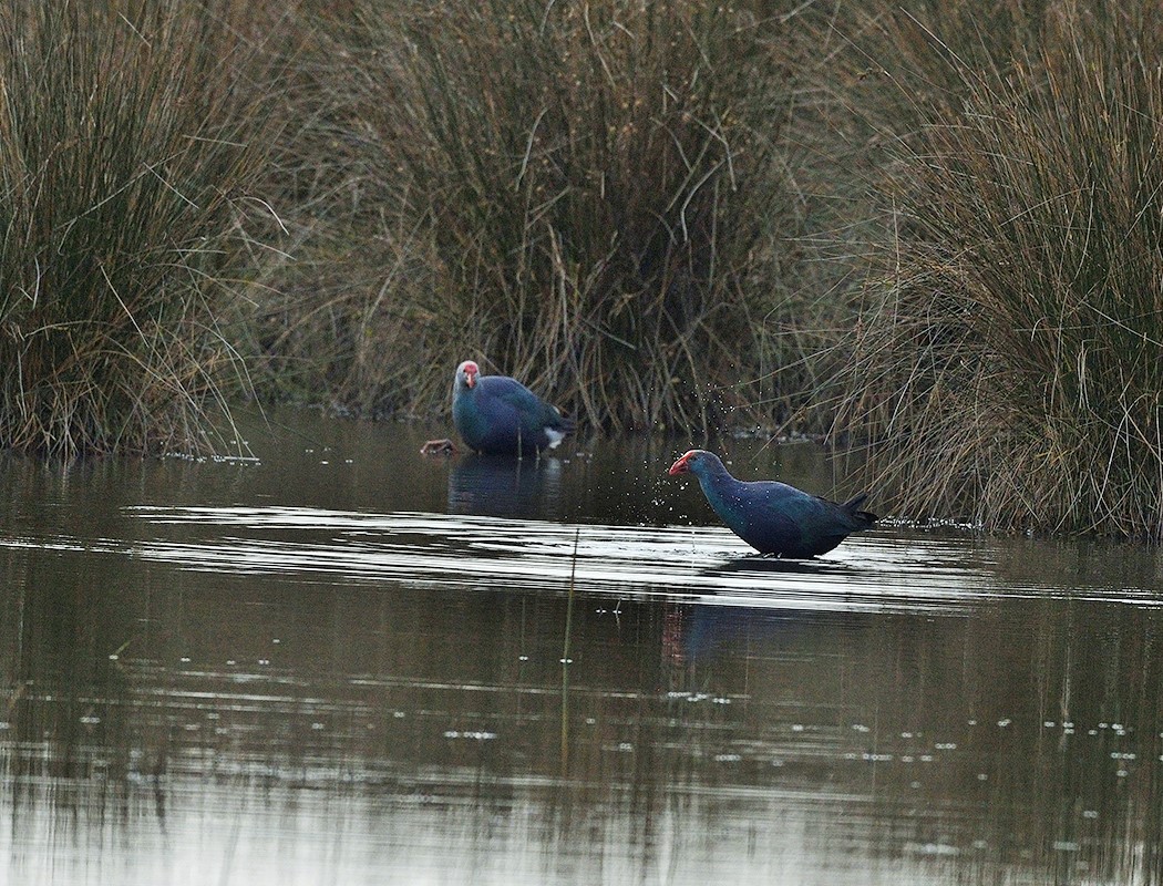 Grey-headed Swamphen