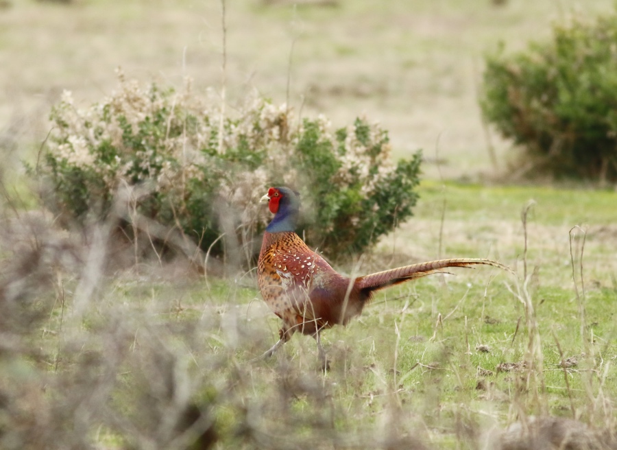 Common Pheasant