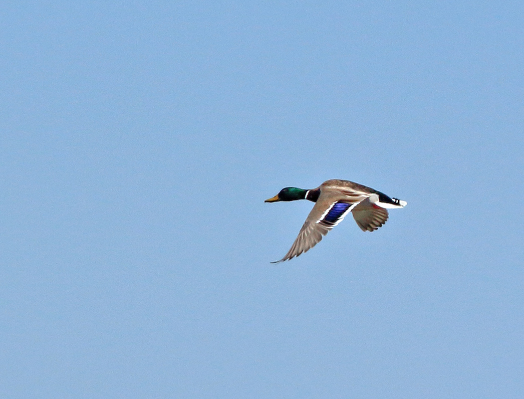 Mallard