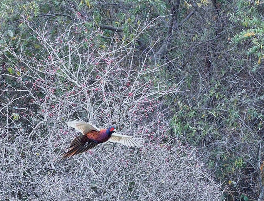 Common Pheasant