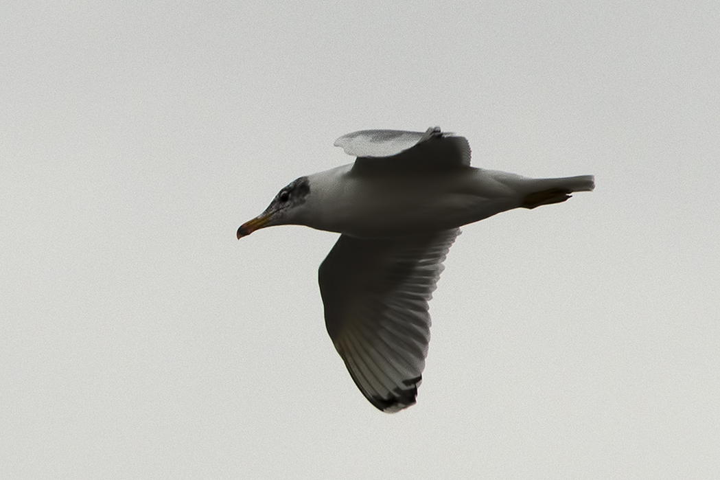 Pallas`s Gull