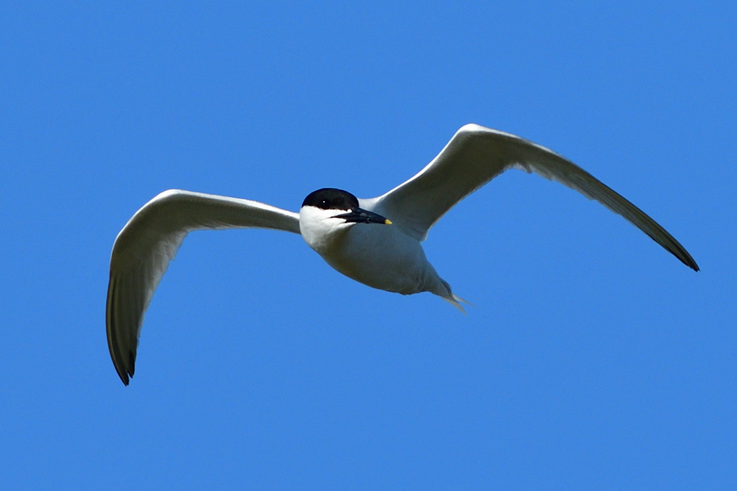 Sandwich Tern