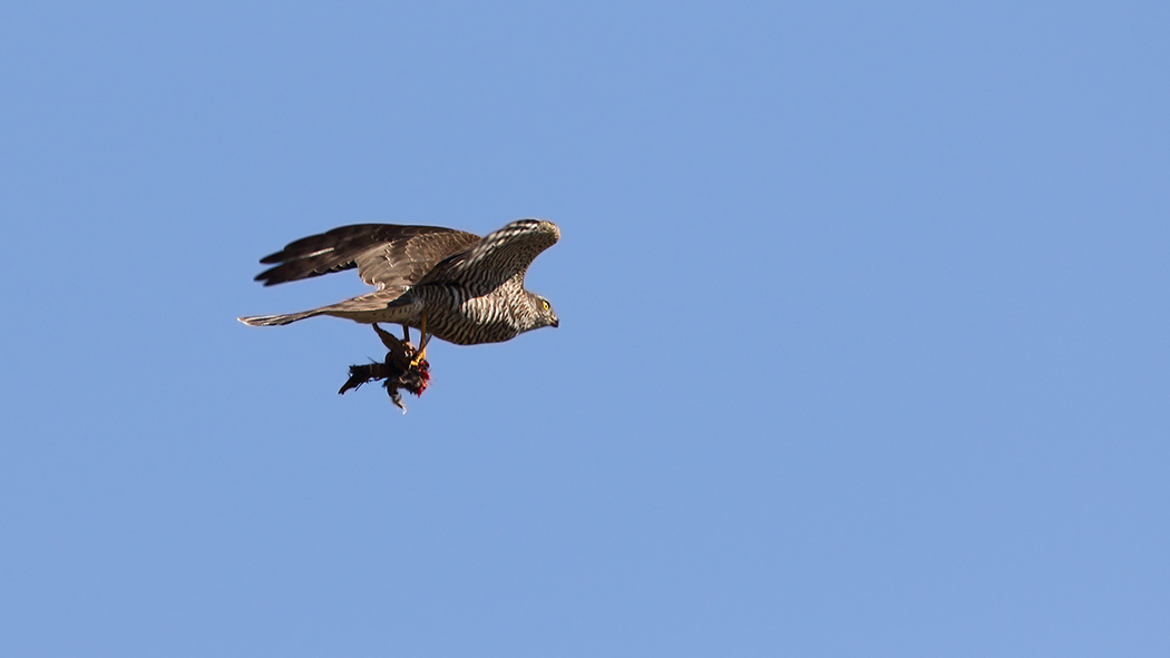 Eurasian Sparrowhawk