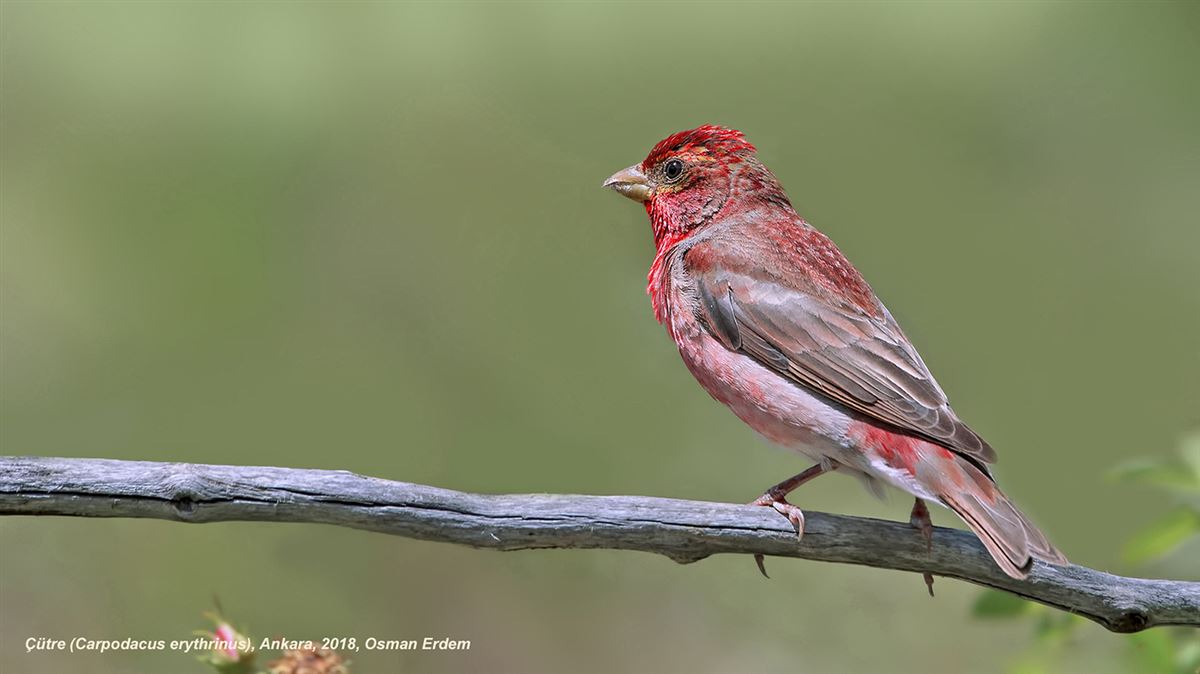 Common Rosefinch