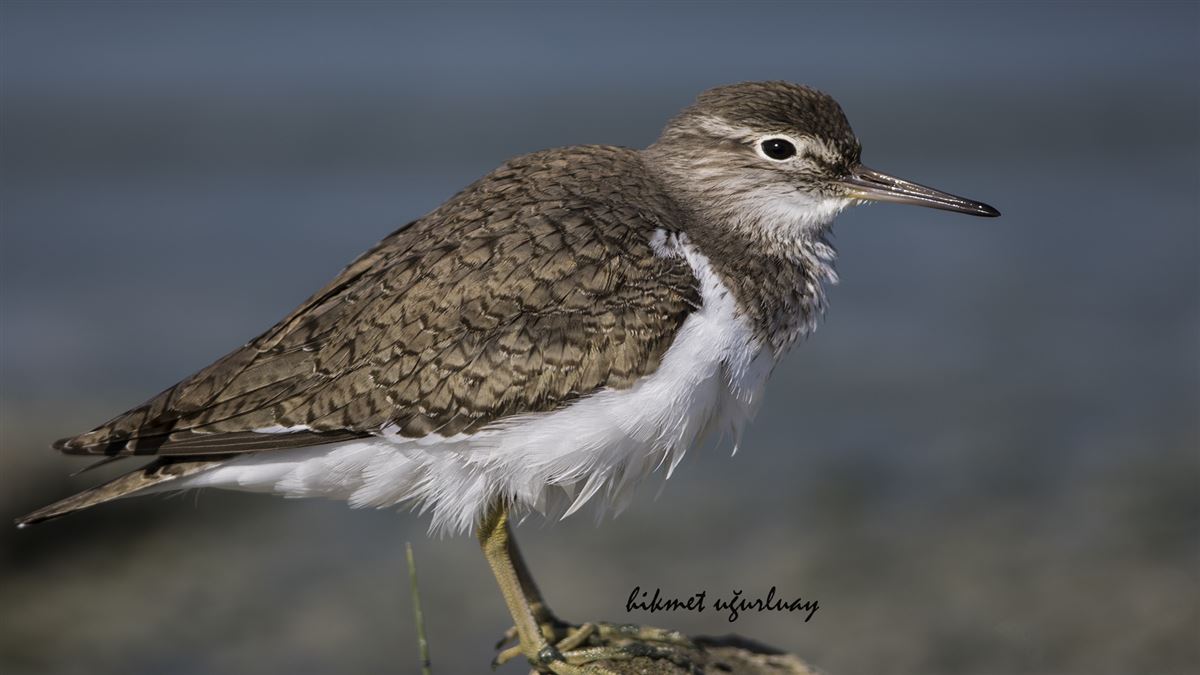Common Sandpiper