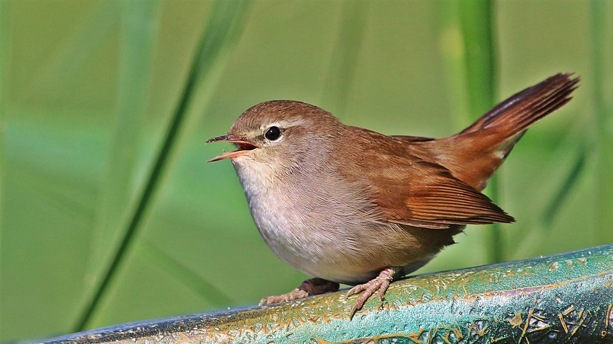 Cetti`s Warbler