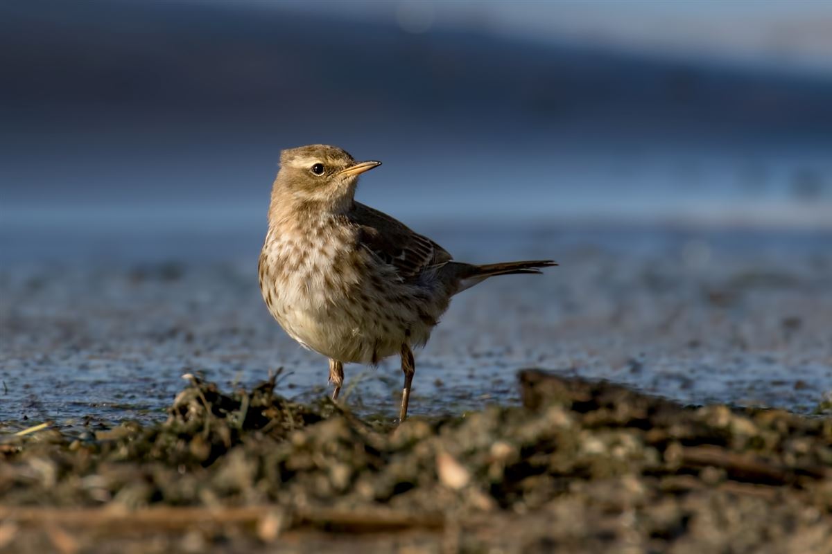 Water Pipit
