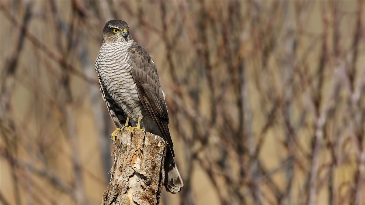 Eurasian Sparrowhawk