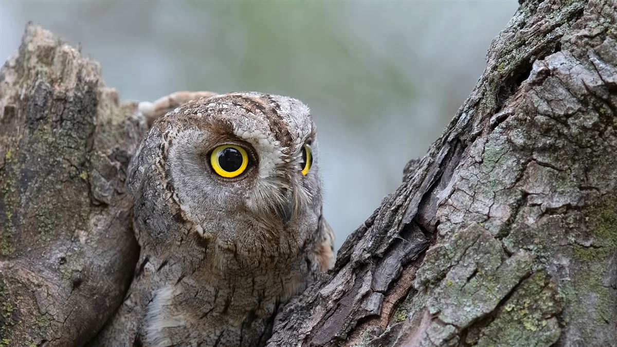 Eurasian Scops Owl