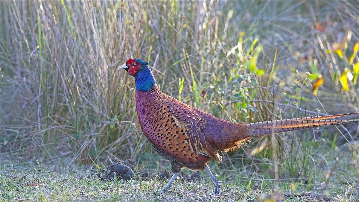 Common Pheasant
