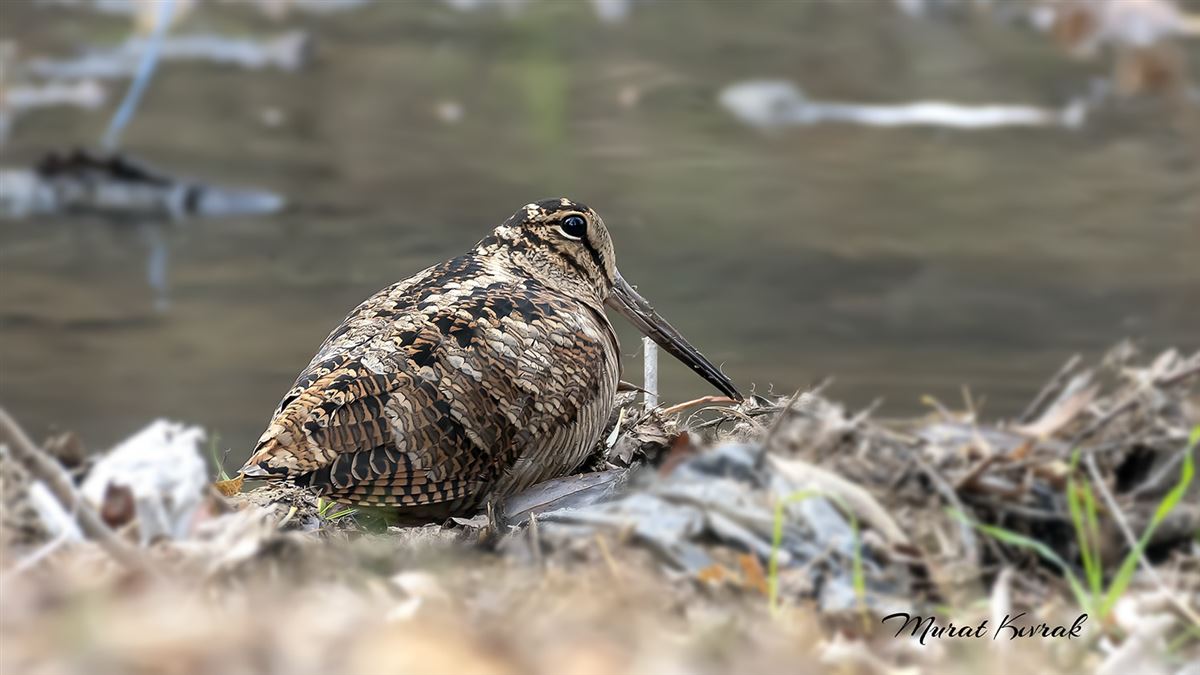 Eurasian Woodcock